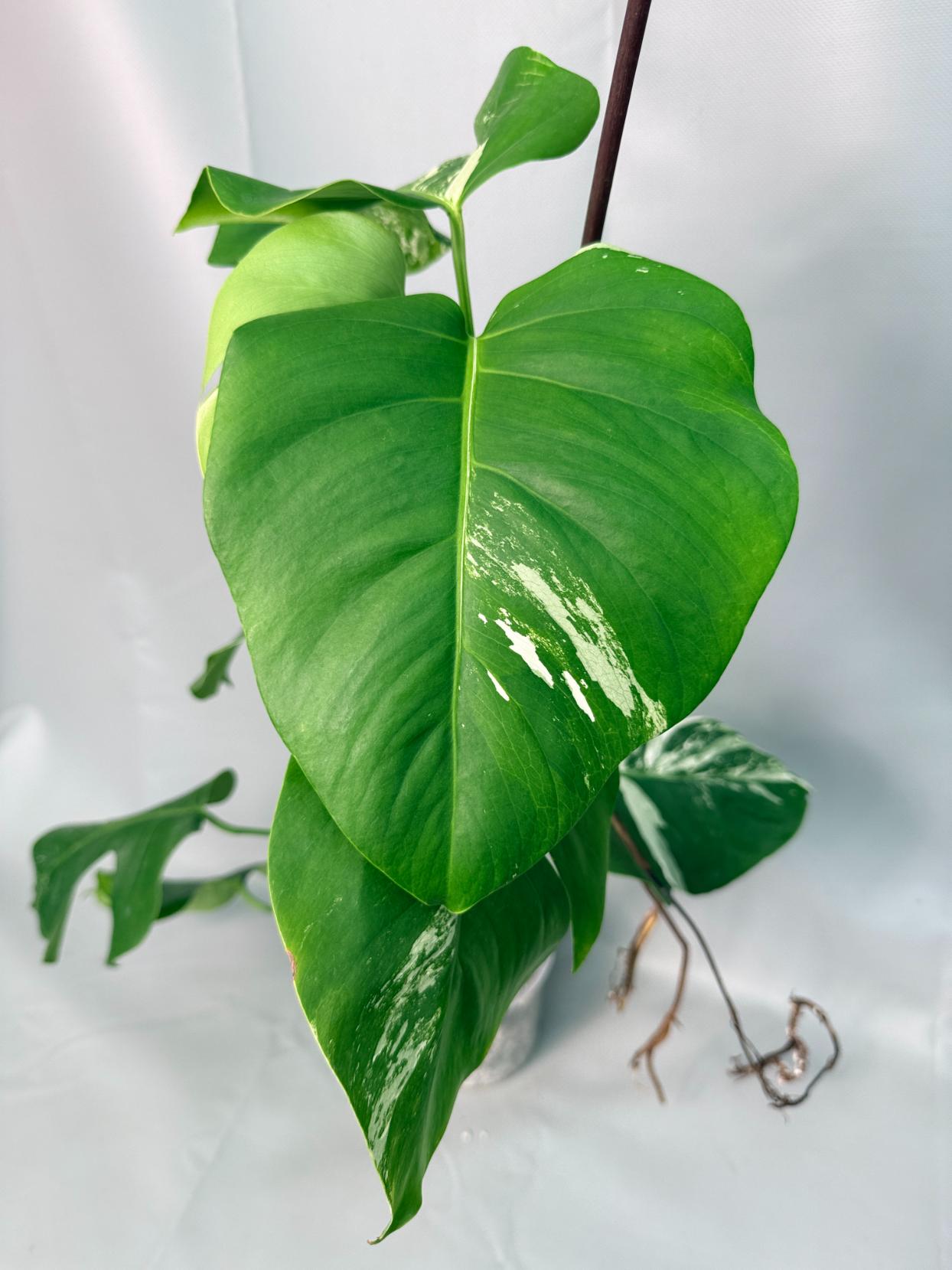 Monstera Albo Variegata XL 02