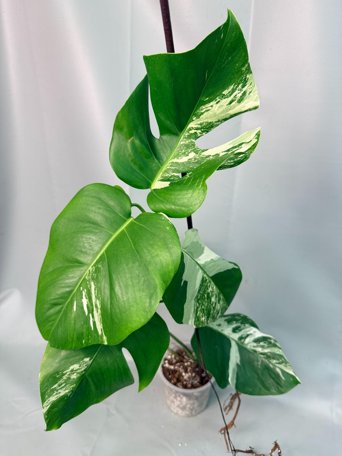 Monstera Albo Variegata XL 04