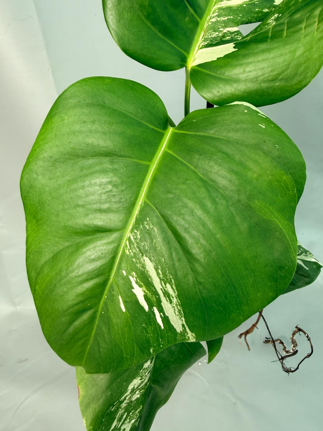 Monstera Albo Variegata XL 06