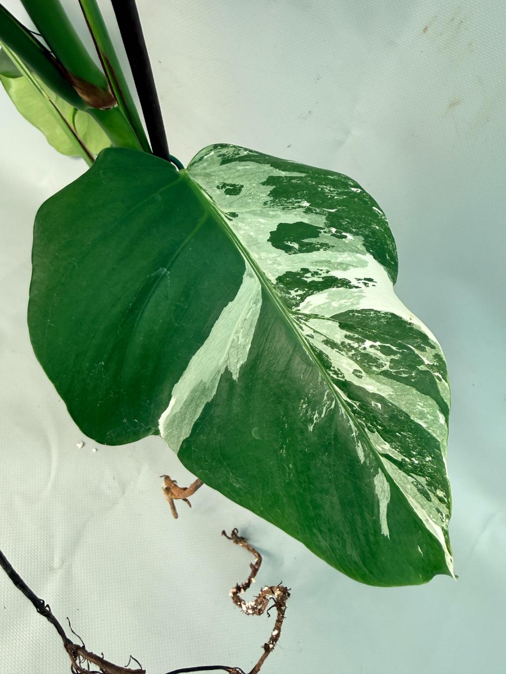 Monstera Albo Variegata XL 07