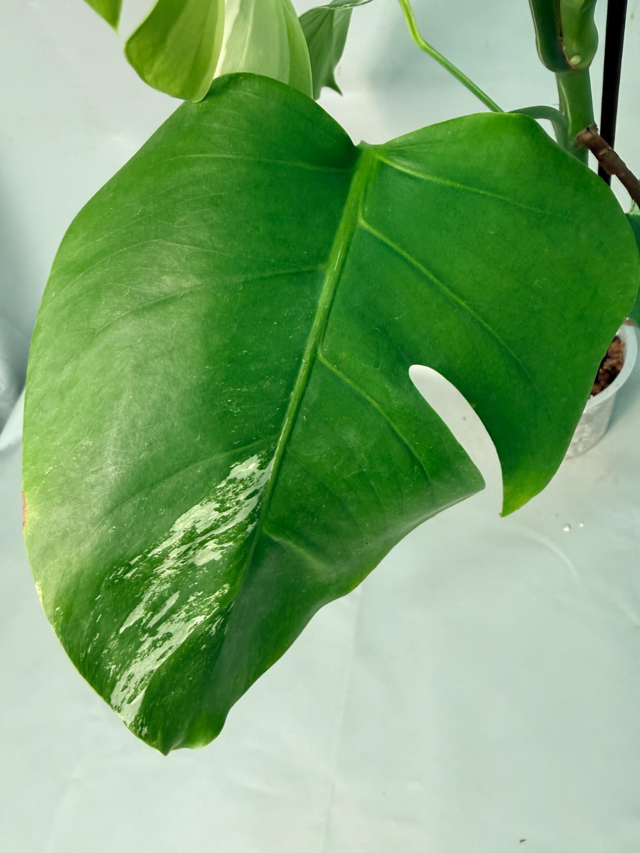 Monstera Albo Variegata XL 08