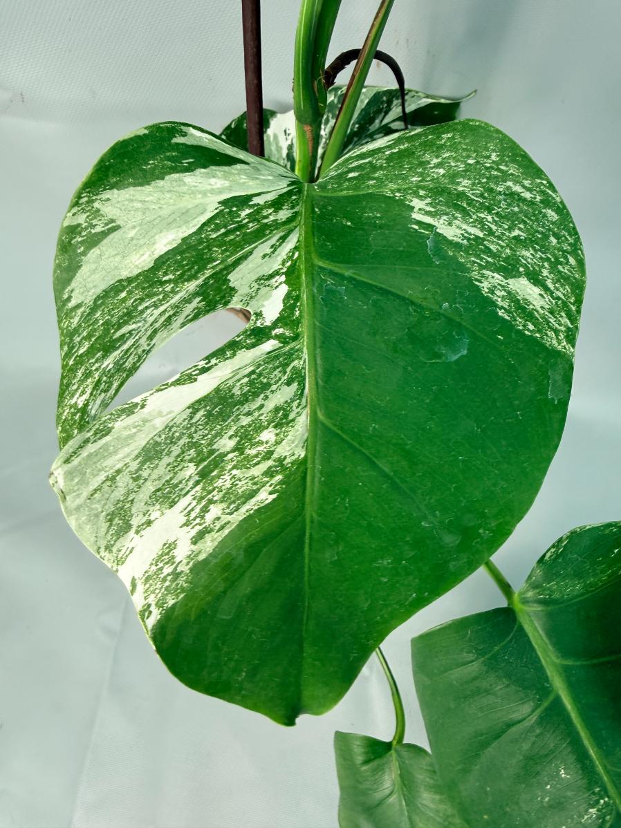 Monstera Albo Variegata XL 10