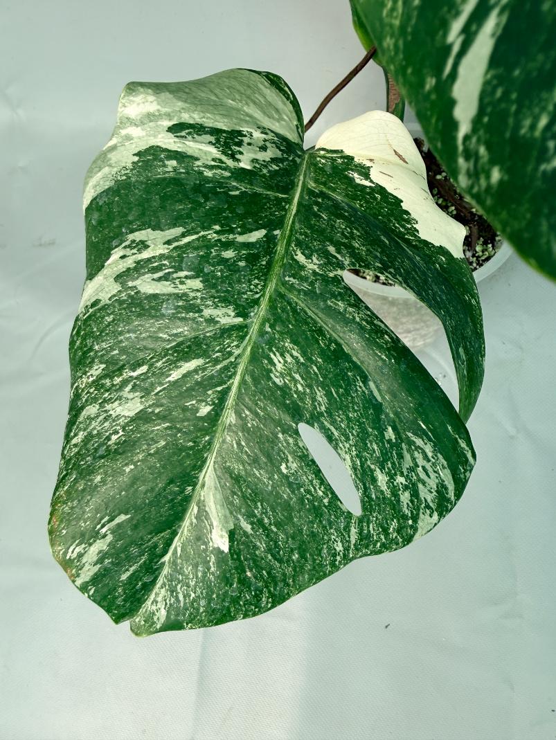 Monstera Albo Variegata XL 08