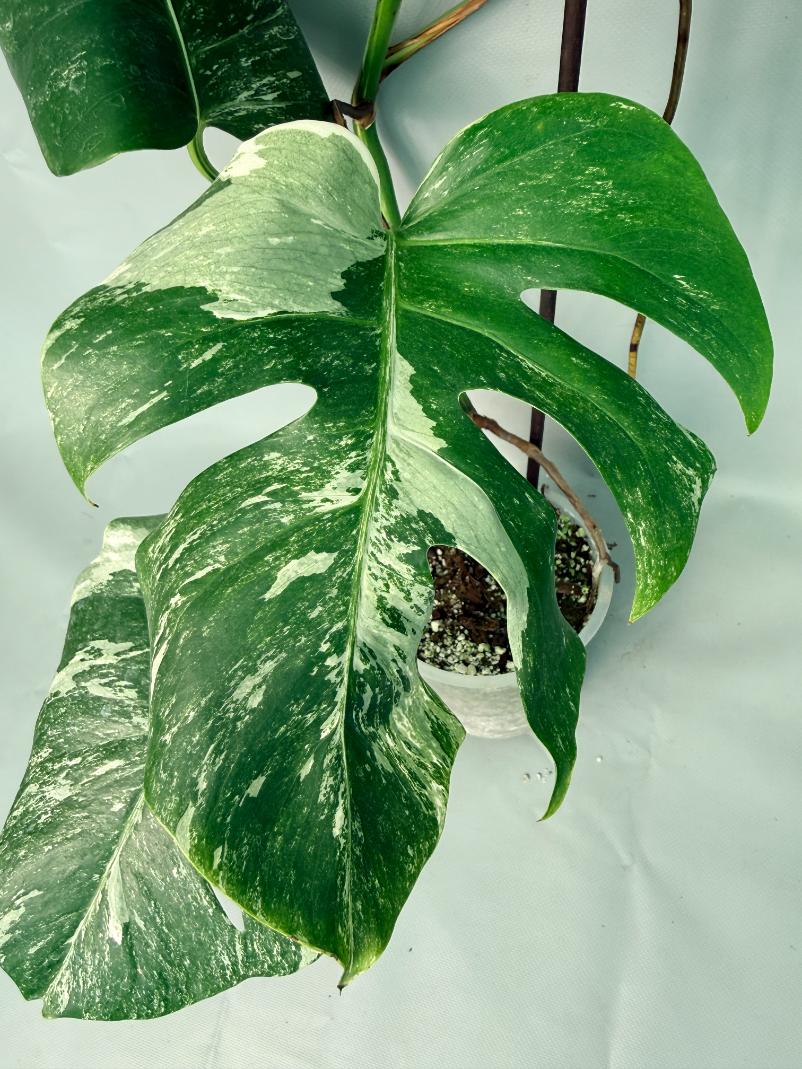 Monstera Albo Variegata XL 09