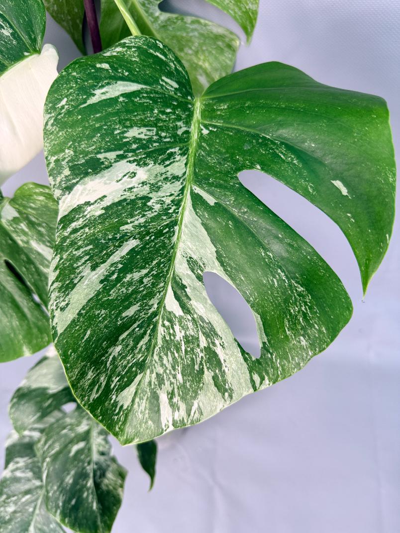 Monstera Albo Variegata XL 08