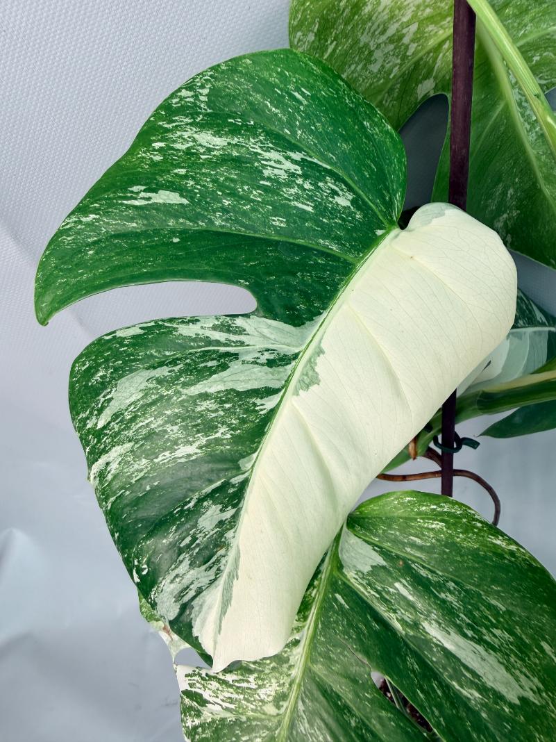 Monstera Albo Variegata XL 09