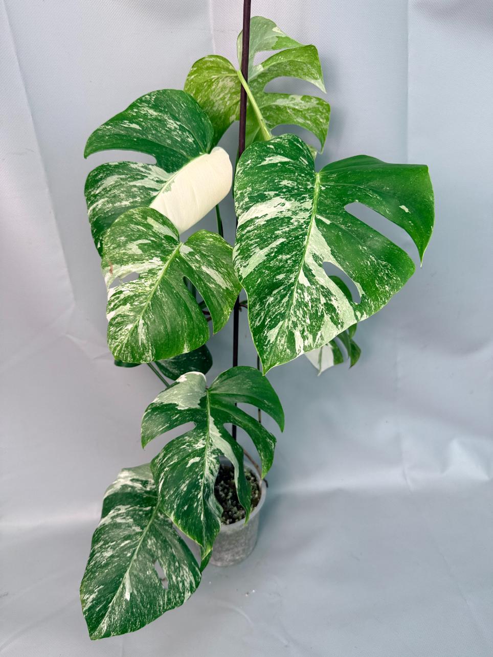 Monstera Albo Variegata XL 01