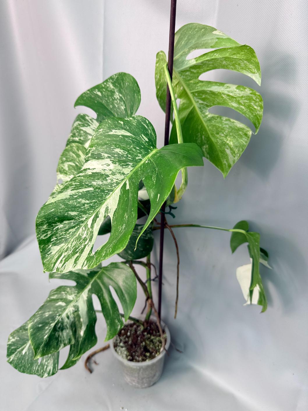 Monstera Albo Variegata XL 02