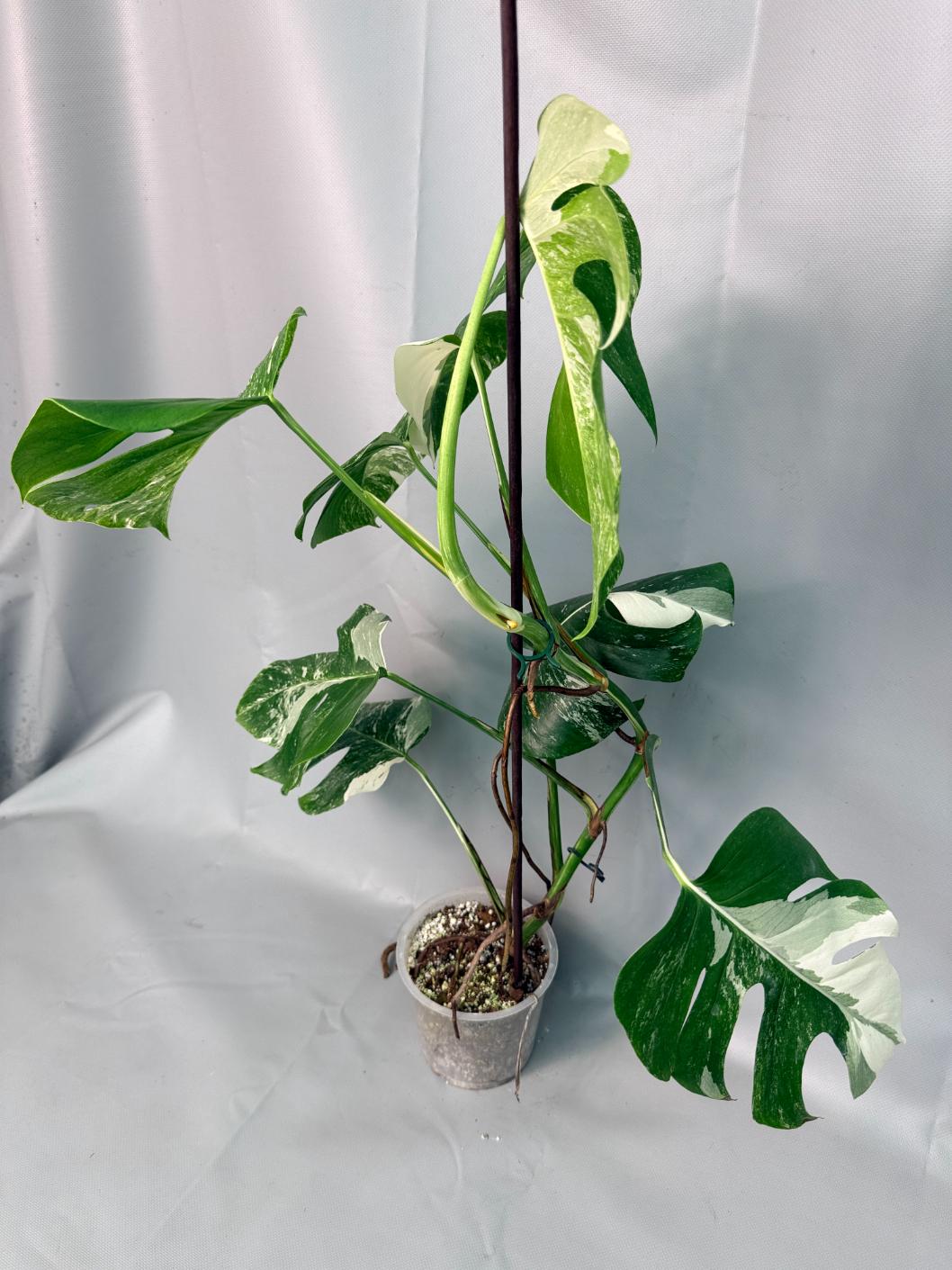 Monstera Albo Variegata XL 03