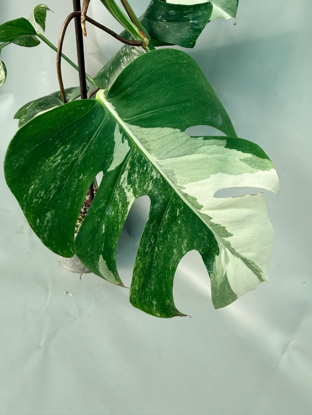 Monstera Albo Variegata XL 04