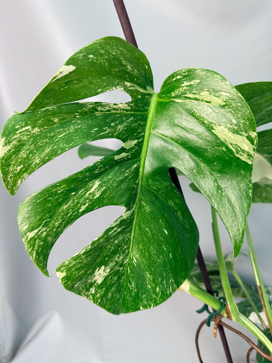 Monstera Albo Variegata XL 05