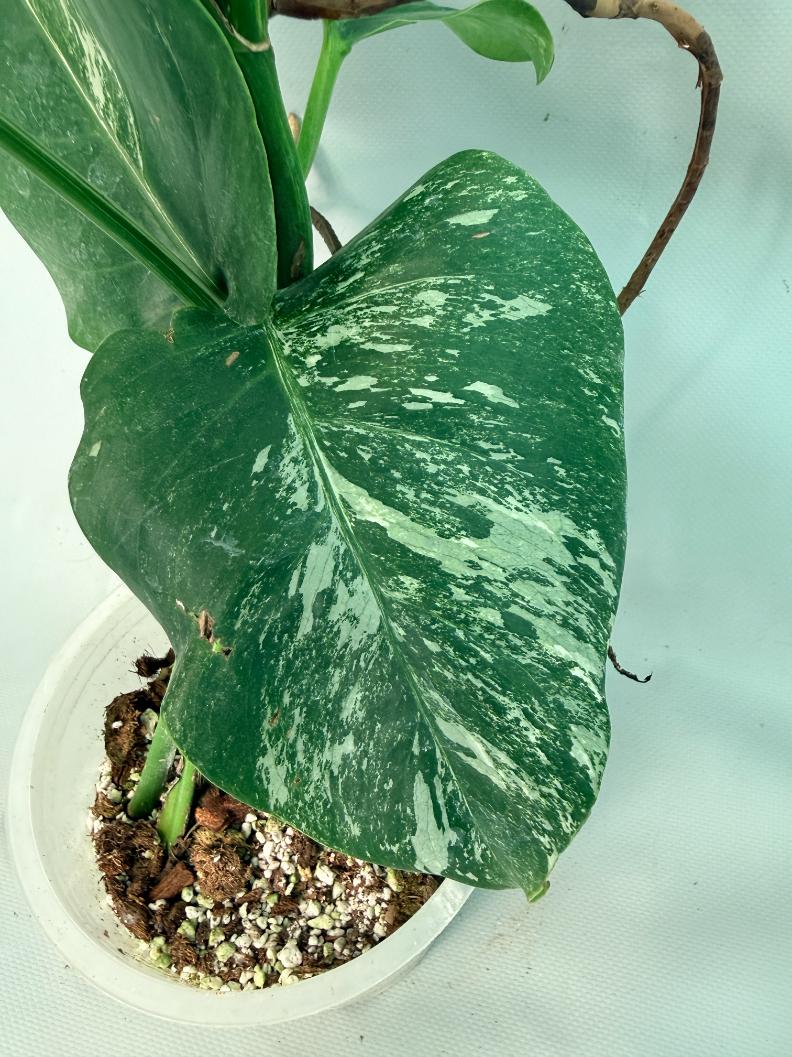Monstera Albo Variegata XL 08