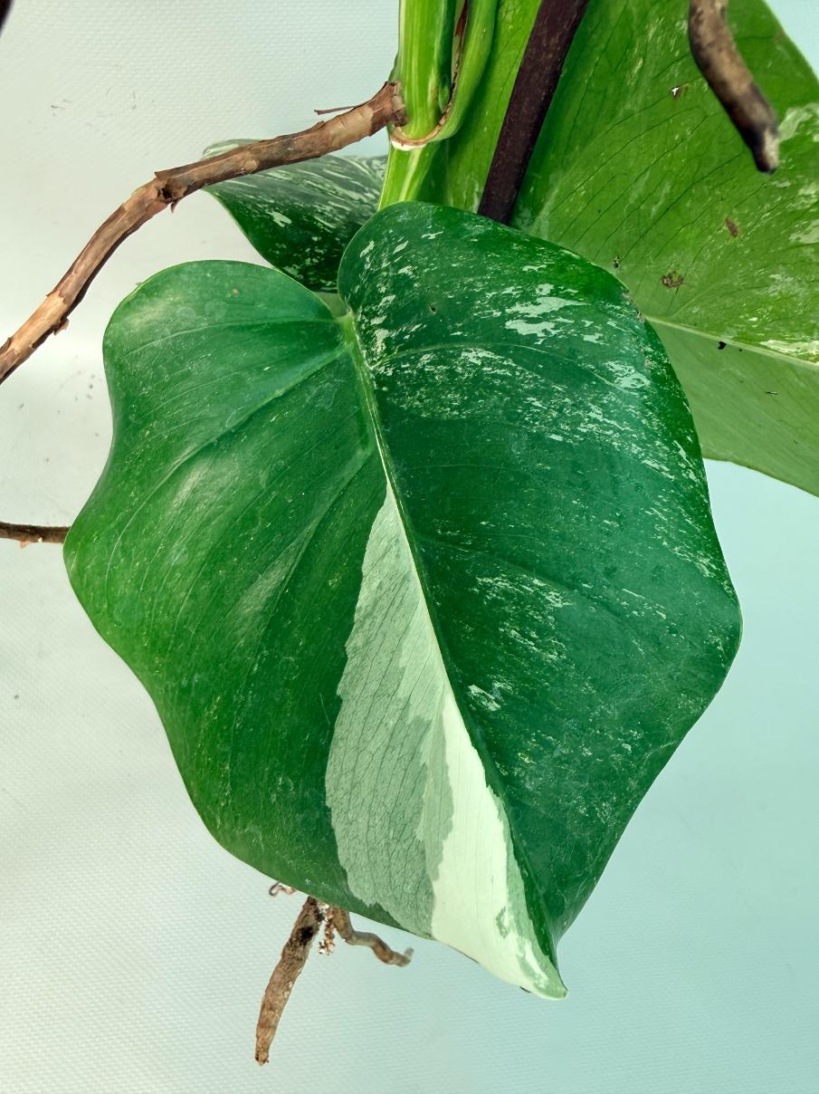Monstera Albo Variegata XL 09