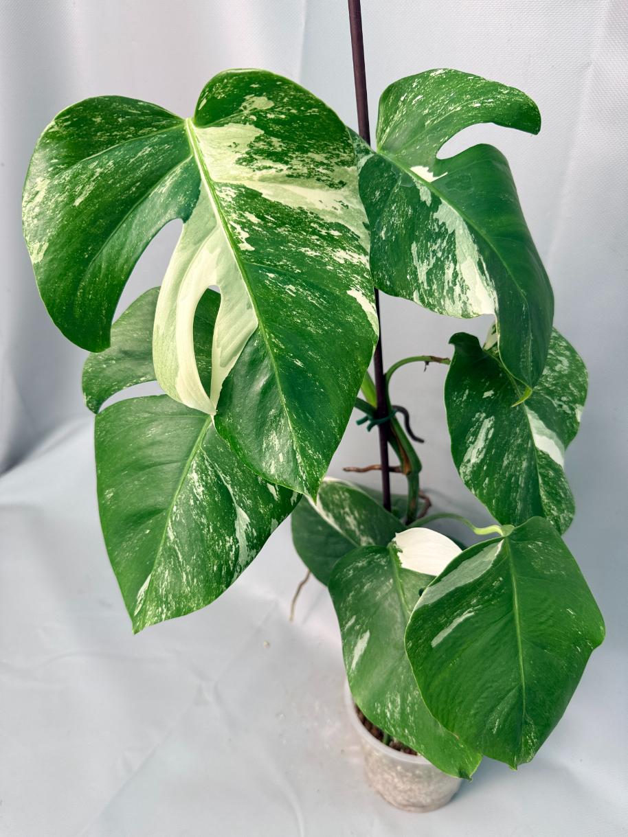 Monstera Albo Variegata XL 10