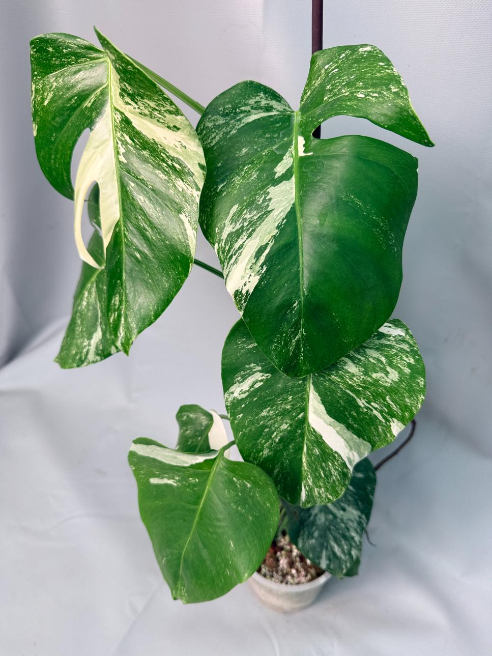Monstera Albo Variegata XL 01