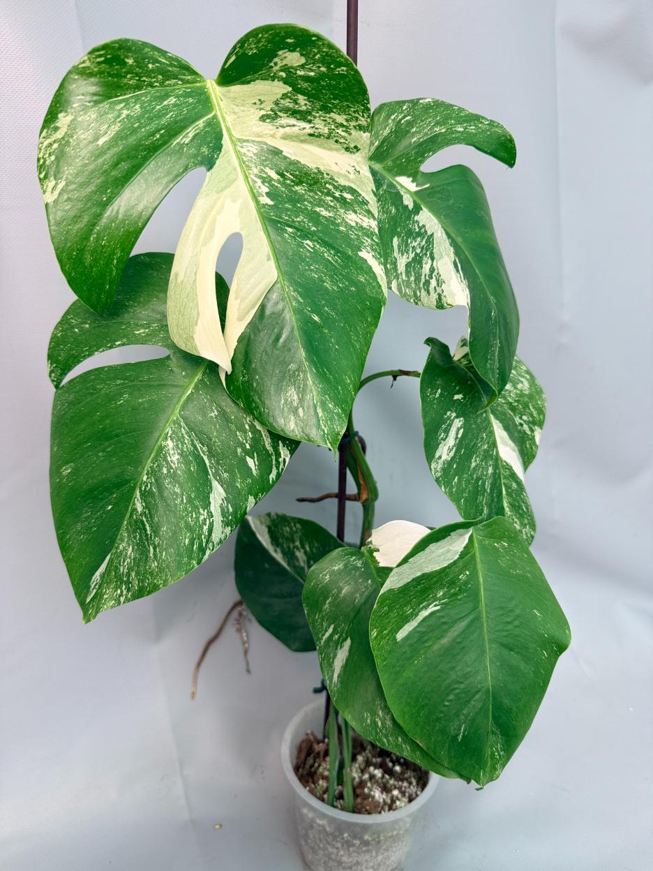 Monstera Albo Variegata XL 02