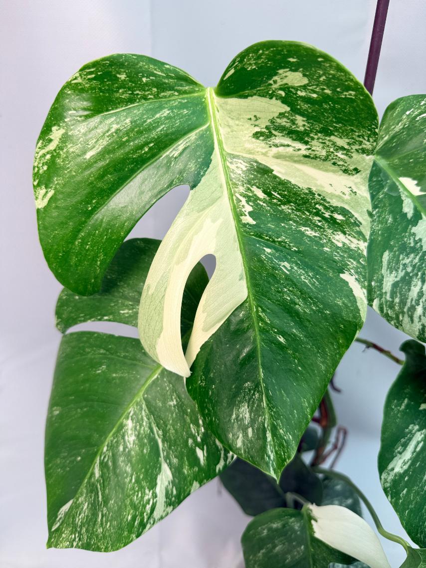 Monstera Albo Variegata XL 03