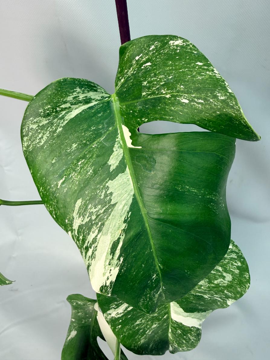 Monstera Albo Variegata XL 04
