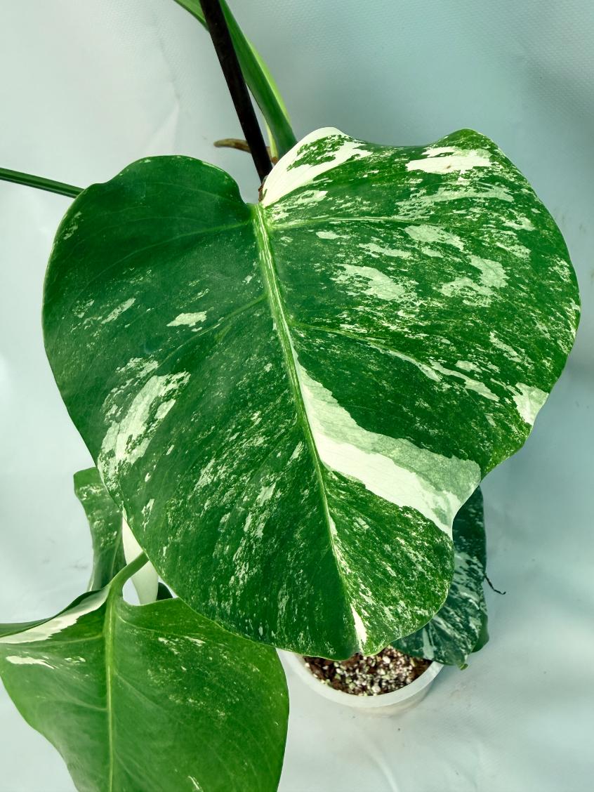 Monstera Albo Variegata XL 05