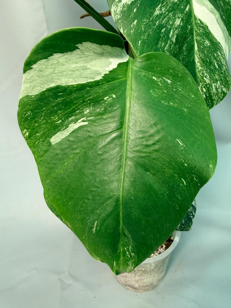 Monstera Albo Variegata XL 06
