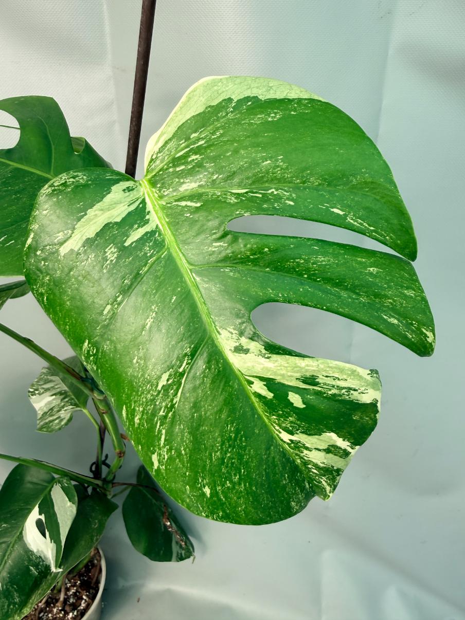 Monstera Albo Variegata XL 08