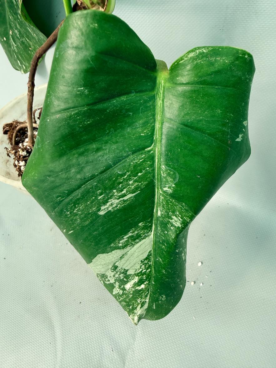 Monstera Albo Variegata XL 09