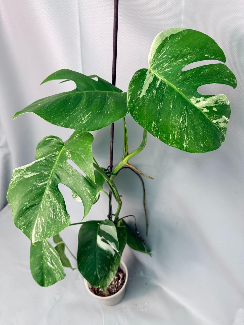 Monstera Albo Variegata XL 01
