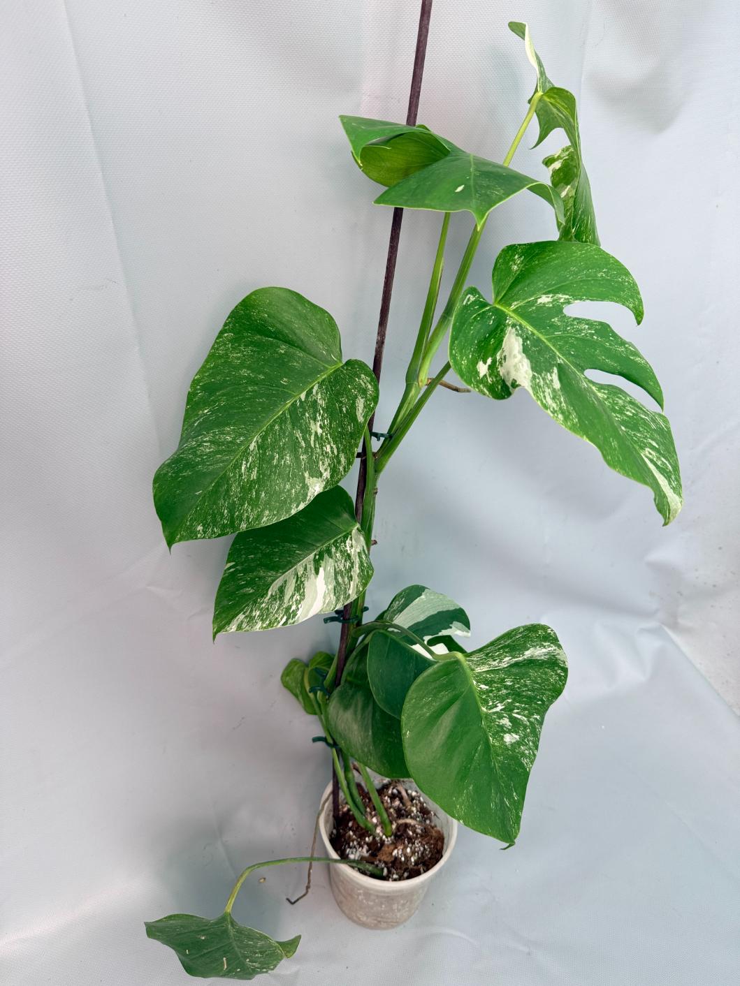 Monstera Albo Variegata XL 02
