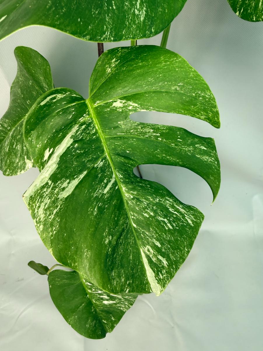 Monstera Albo Variegata XL 03