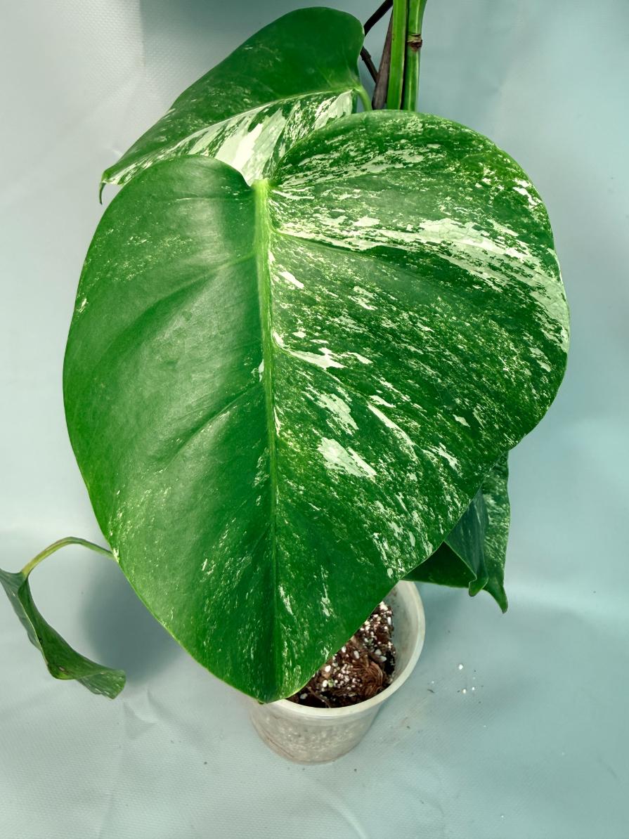 Monstera Albo Variegata XL 04