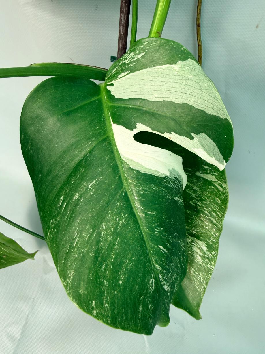 Monstera Albo Variegata XL 05