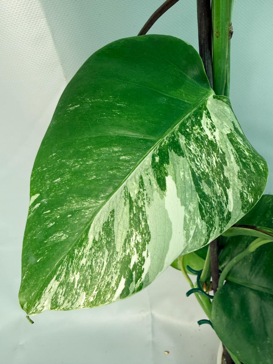 Monstera Albo Variegata XL 06
