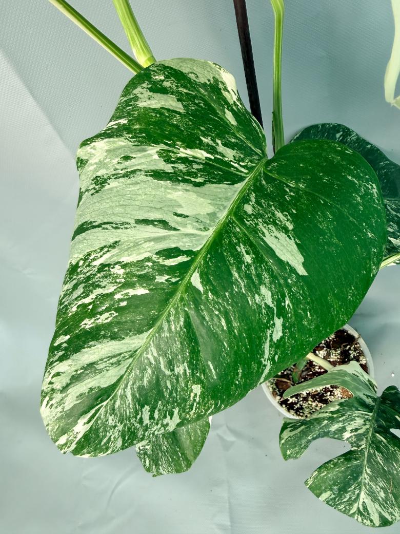 Monstera Albo Variegata XL 08