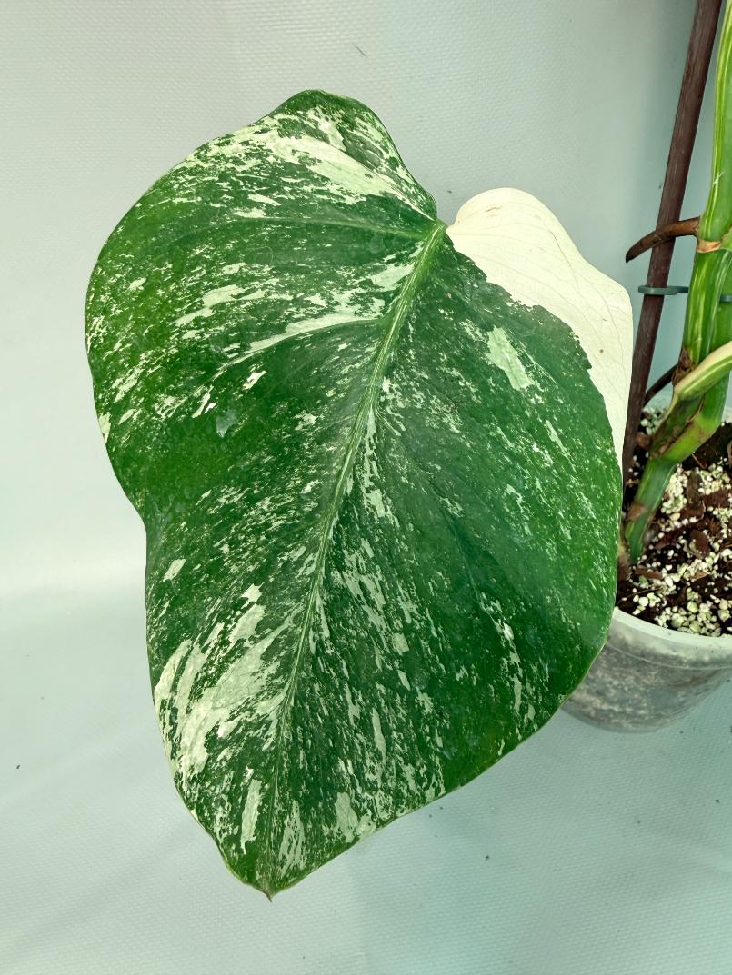 Monstera Albo Variegata XL 09
