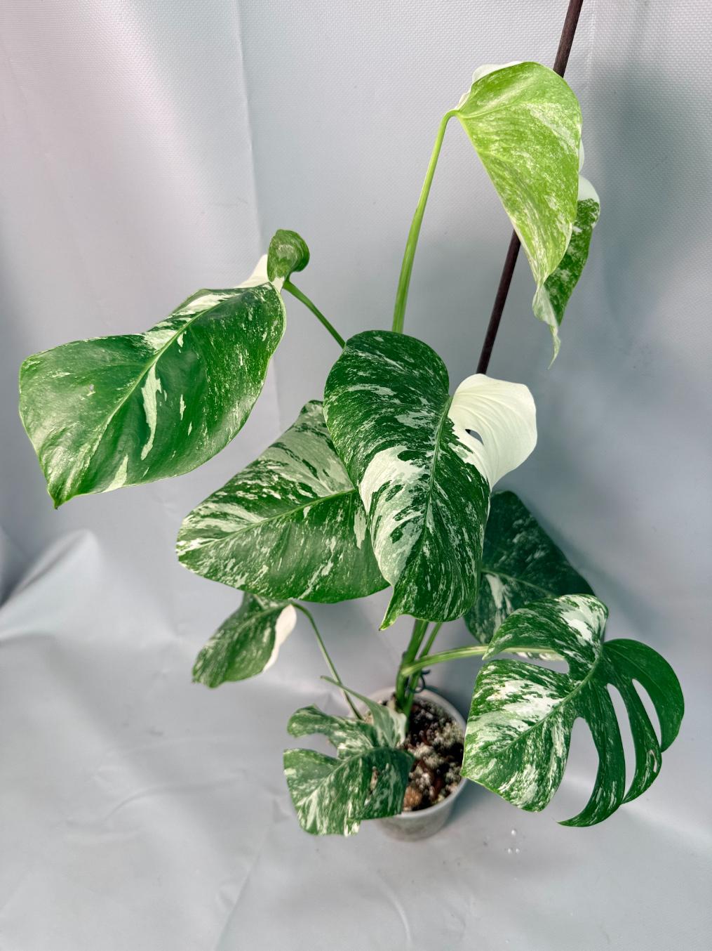 Monstera Albo Variegata XL 01