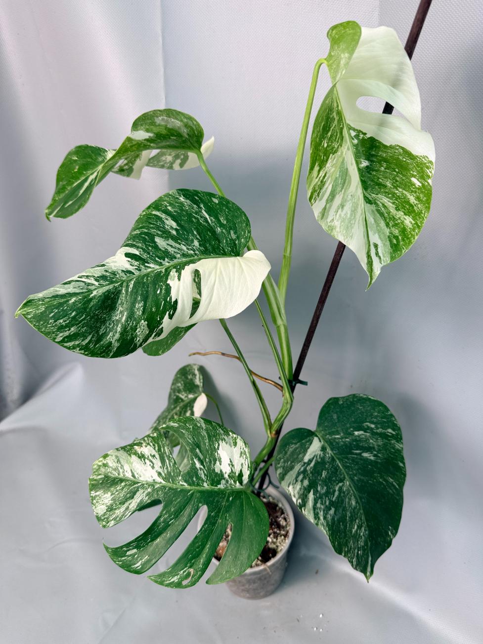 Monstera Albo Variegata XL 02