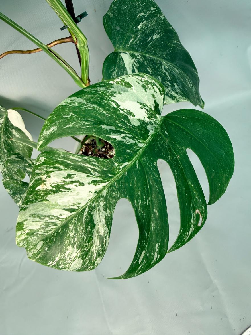 Monstera Albo Variegata XL 03