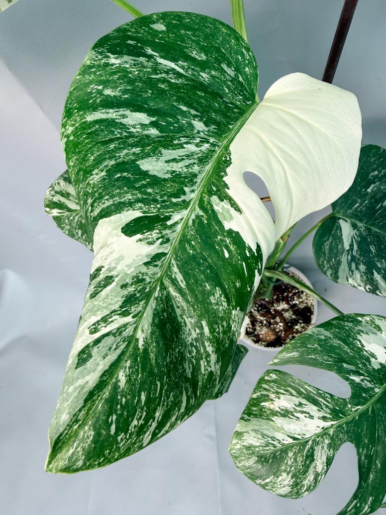 Monstera Albo Variegata XL 04