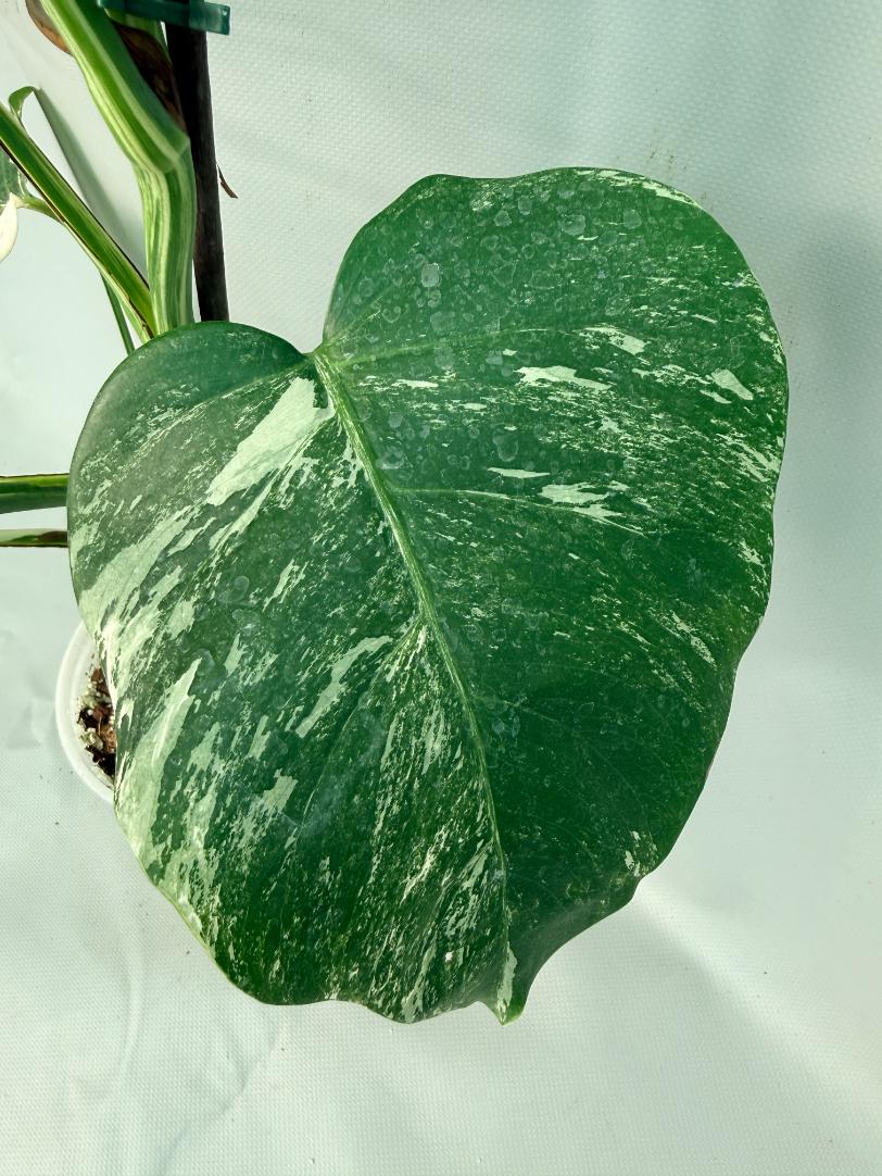 Monstera Albo Variegata XL 05