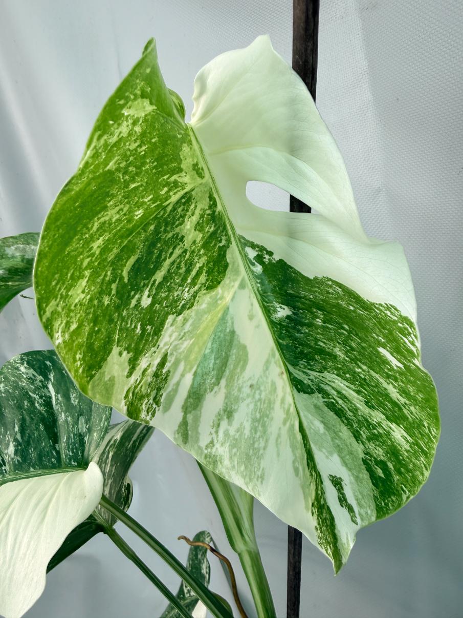 Monstera Albo Variegata XL 06