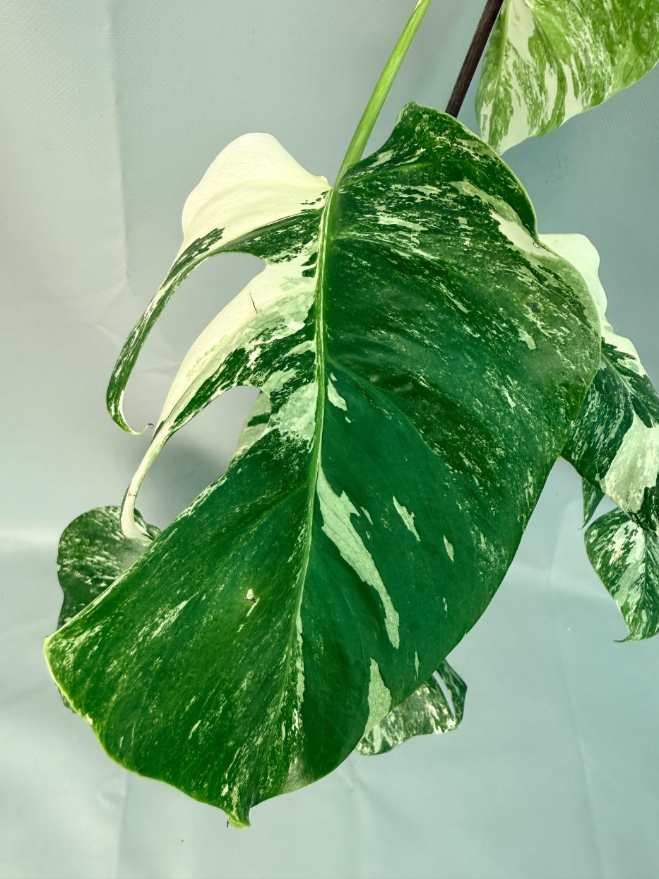Monstera Albo Variegata XL 07
