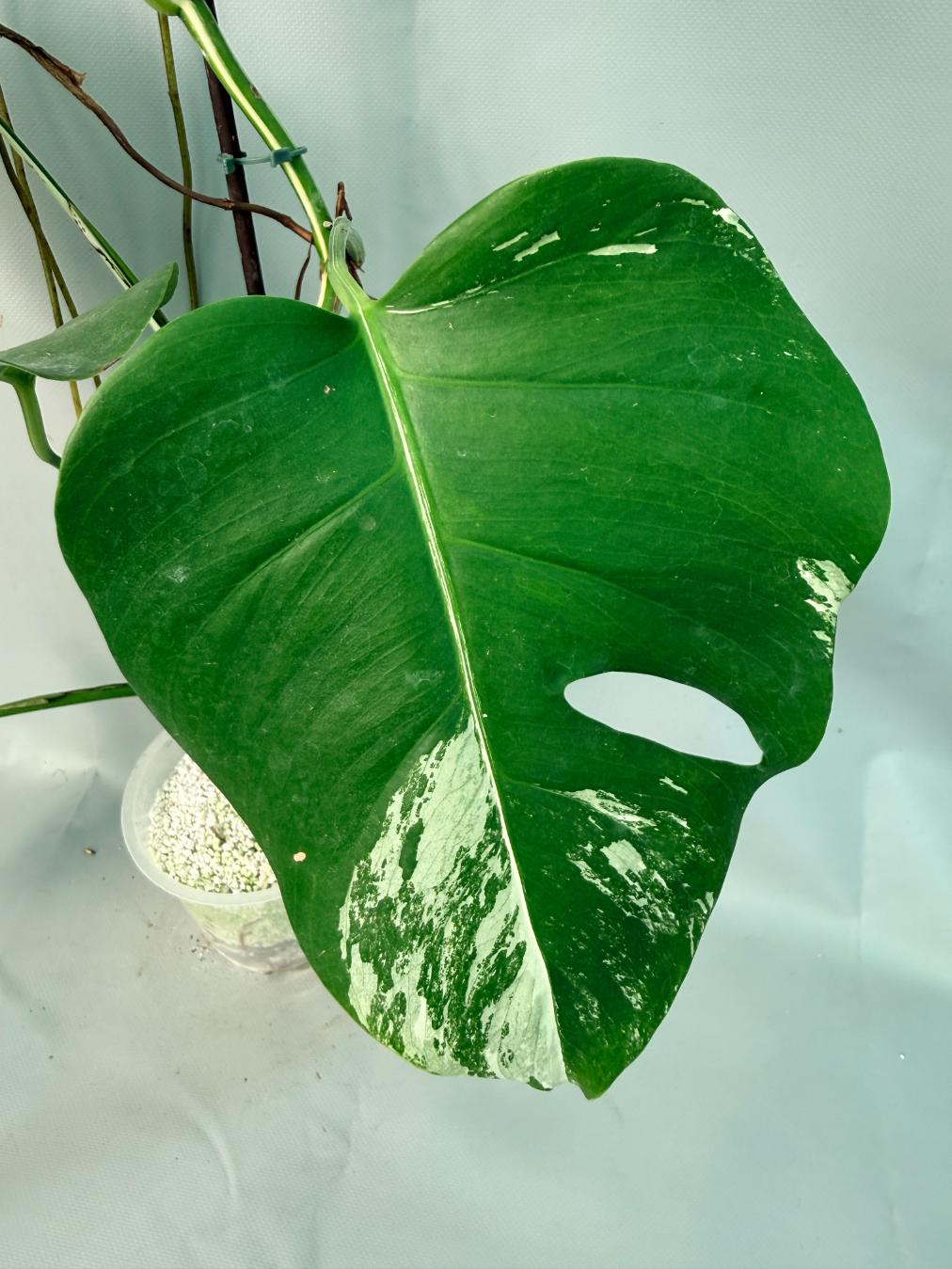 Monstera Albo Variegata XL 05
