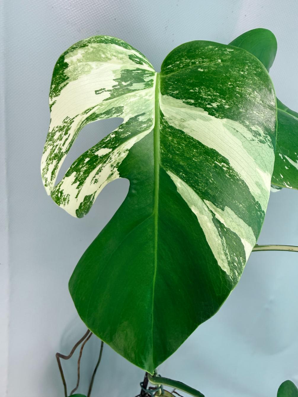 Monstera Albo Variegata XL 07