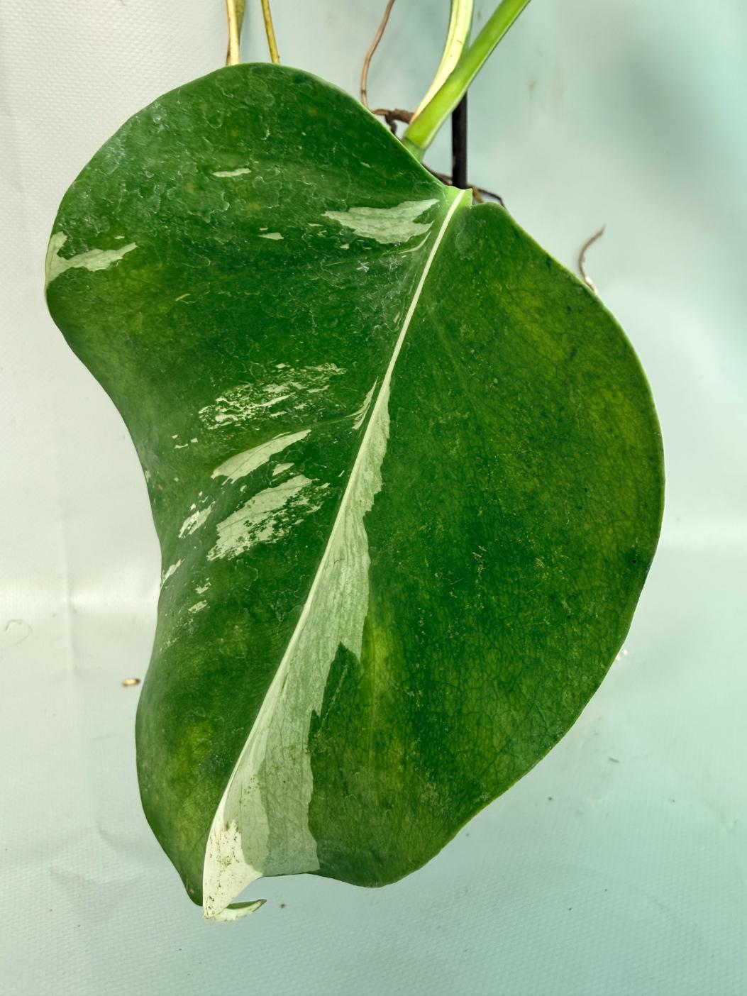 Monstera Albo Variegata XL 08