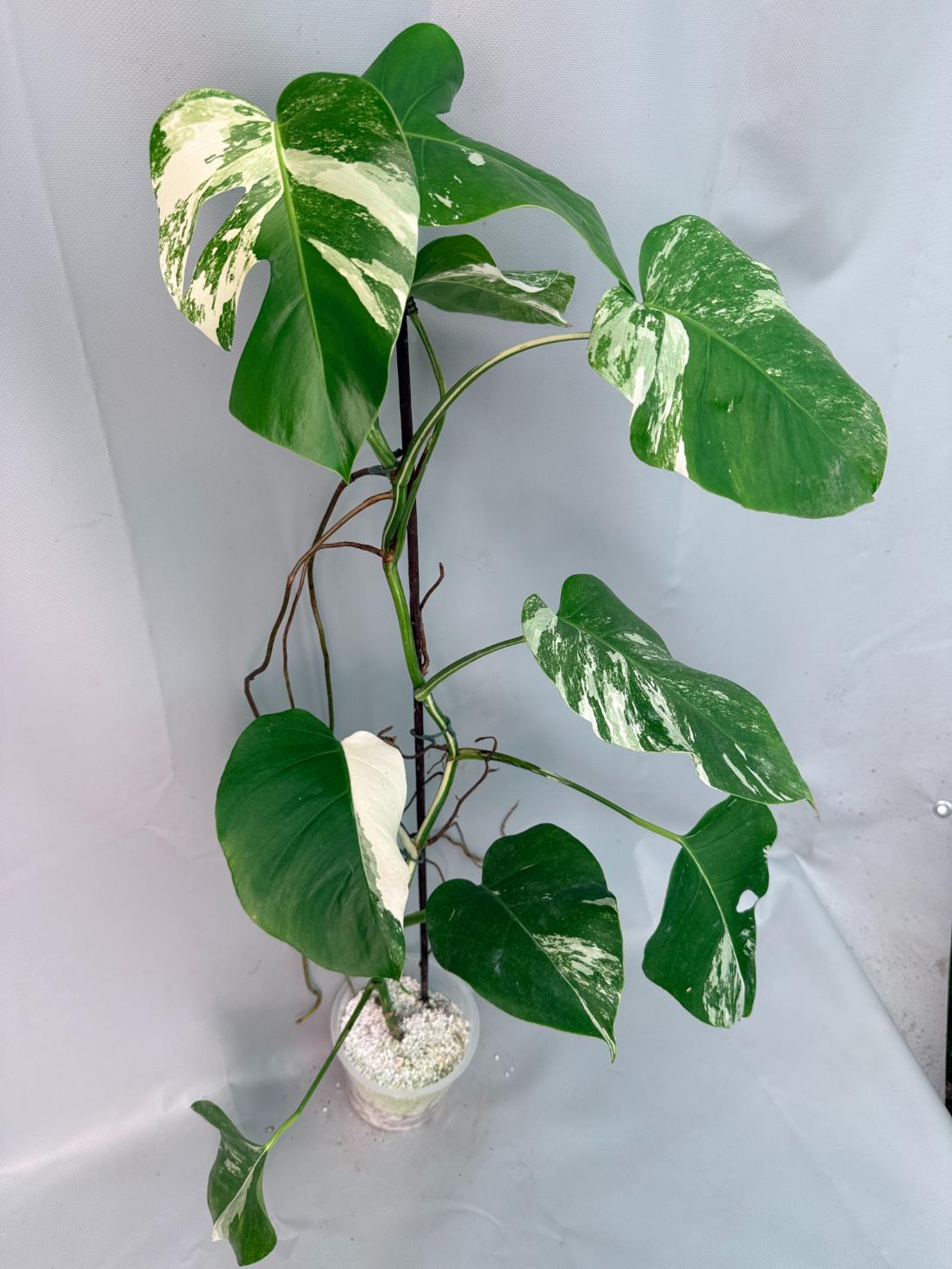Monstera Albo Variegata XL 02