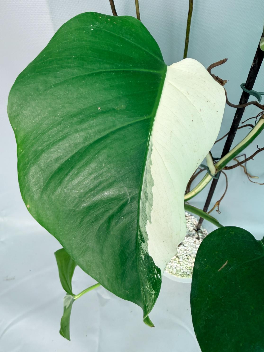Monstera Albo Variegata XL 03