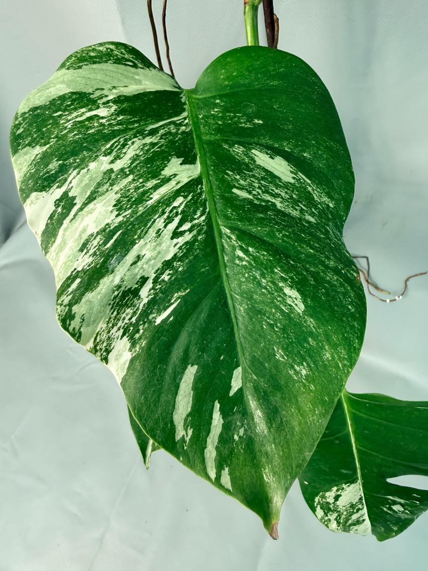 Monstera Albo Variegata XL 04