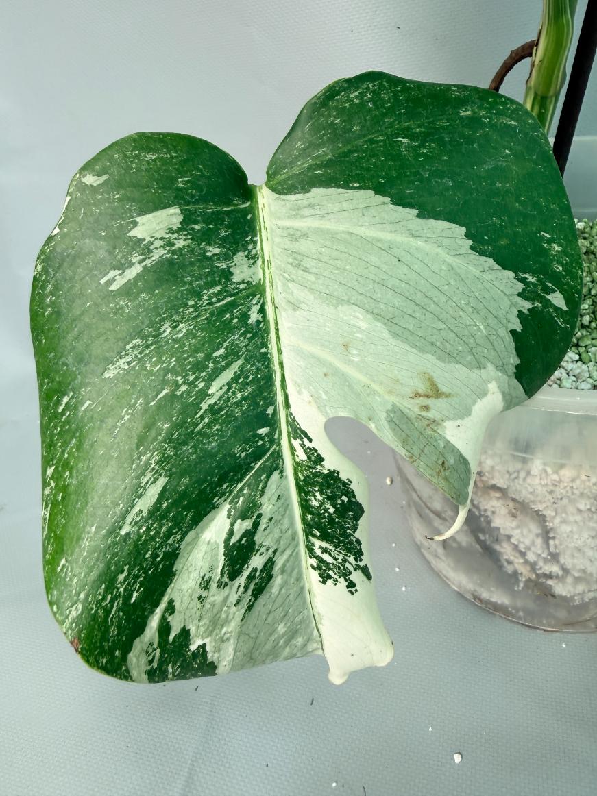 Monstera Albo Variegata 06