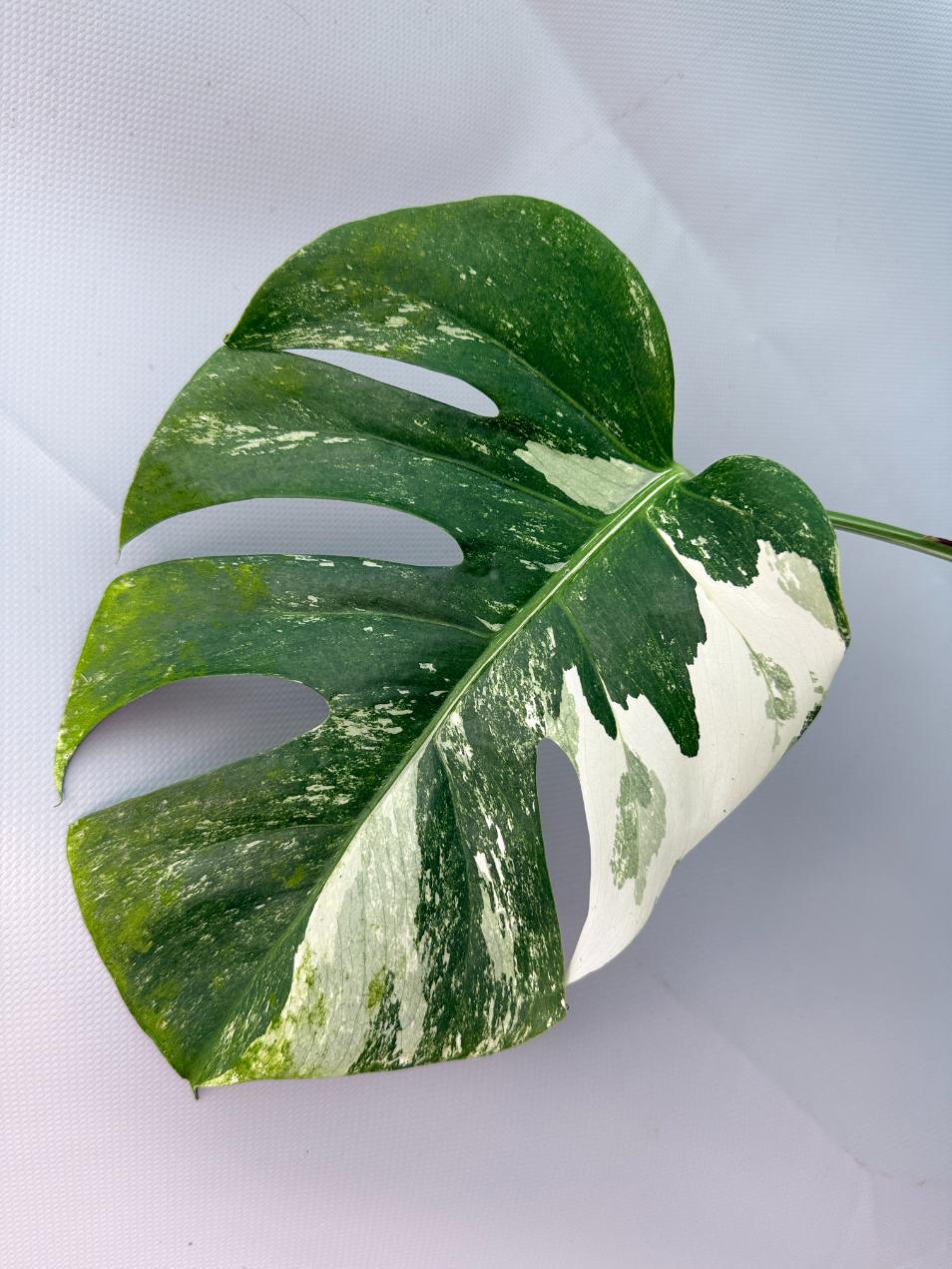 Monstera Albo Variegata 07