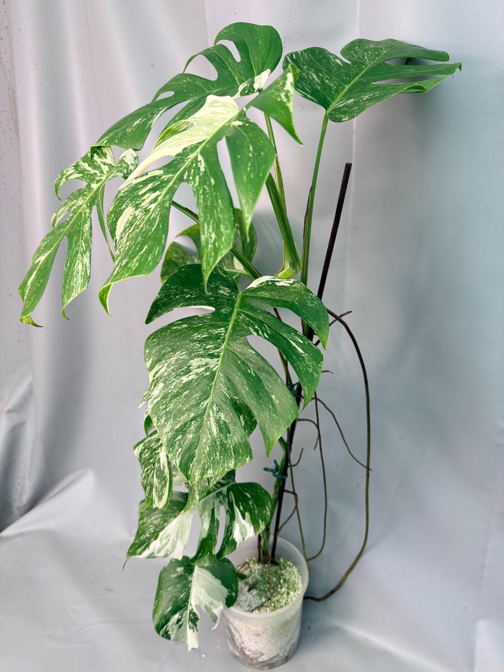 Monstera Albo Variegata 08